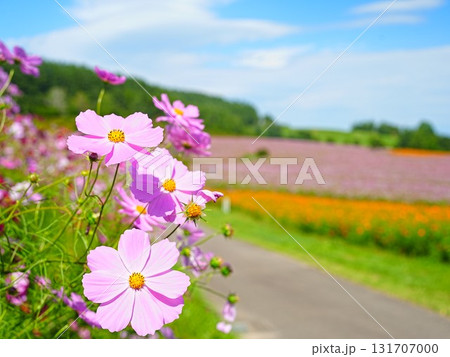 北海道の絶景 太陽の丘えんがる公園のコスモス畑 131707000