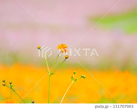 北海道の絶景 太陽の丘えんがる公園のコスモス畑 131707003