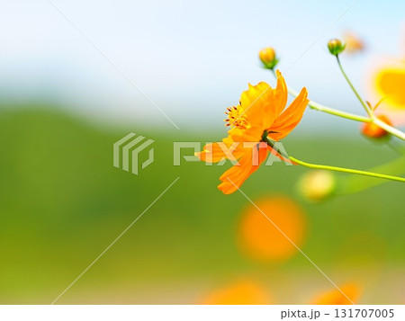 北海道の絶景 太陽の丘えんがる公園のコスモス畑 131707005