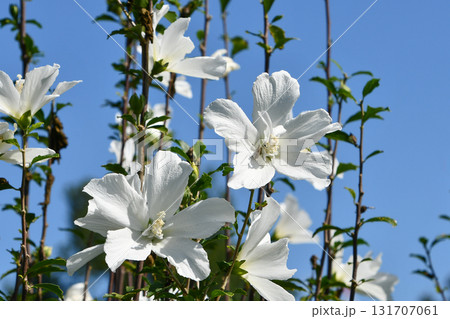 ムクゲ「白祇園守」　White Gionmamori Hibiscus 131707061