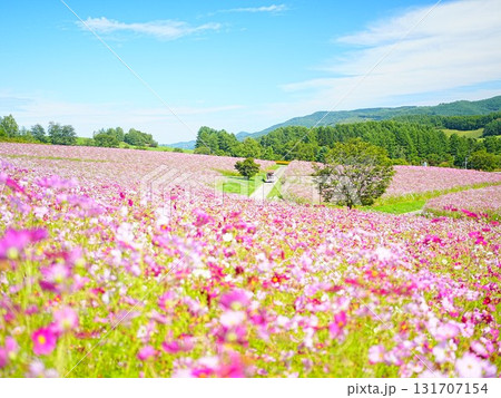 北海道の絶景 太陽の丘えんがる公園のコスモス畑 北海道の絶景 太陽の丘えんがる公園のコスモス畑 131707154