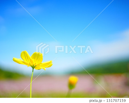 北海道の絶景 太陽の丘えんがる公園のコスモス畑 131707159