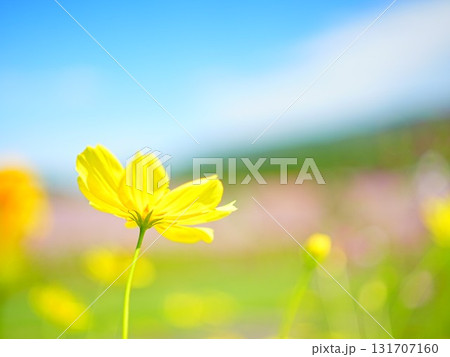 北海道の絶景 太陽の丘えんがる公園のコスモス畑 131707160