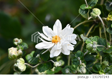 シュウメイギク Japanese Anemone シュウメイギク Japanese Anemone 131707243