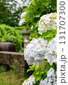 黒羽城址公園の紫陽花 131707300