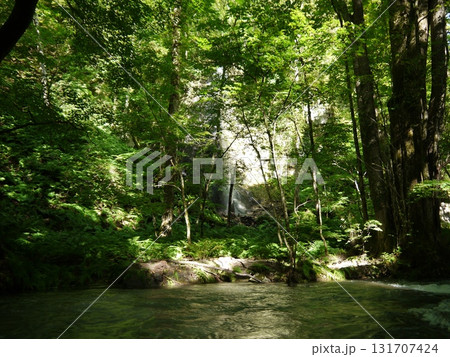 新緑に包まれた白糸の滝 131707424