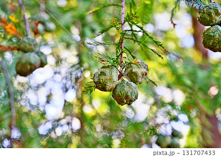少し傷ついたラクウショウの実（秋、九月） 131707433