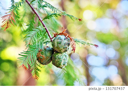 少し傷ついたラクウショウの実(秋、九月) 少し傷ついたラクウショウの実(秋、九月) 131707437