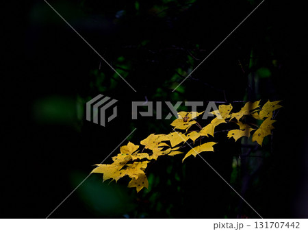 光に照らされた黄色に紅葉した木の葉 131707442