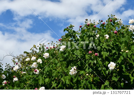 スイフヨウ（酔芙蓉）　Confederate rose 131707721