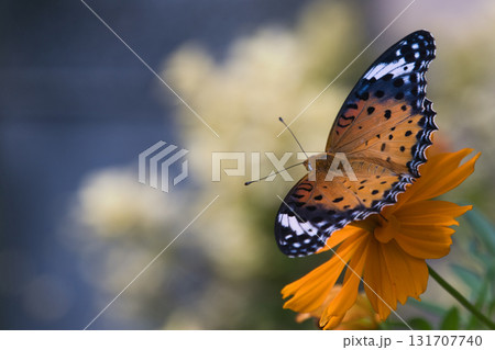 キバナコスモスにとまるツマグロヒョウモン 131707740
