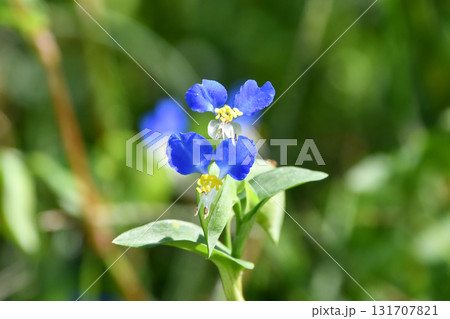 ツユクサ　Asiatic dayflower 131707821