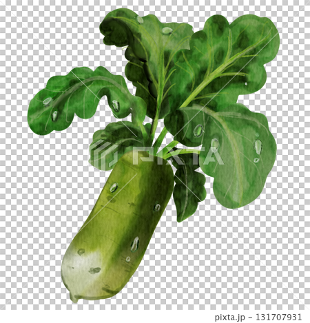 so fresh white radish In garden so fresh white radish In garden 131707931