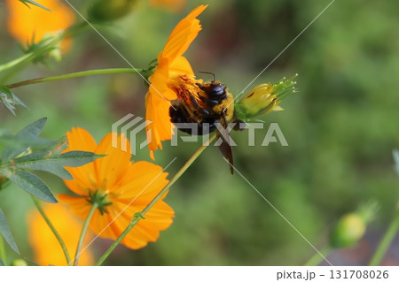 秋の公園に咲くオレンジ色のキバナコスモスの蜜を吸うクマバチ 秋の公園に咲くオレンジ色のキバナコスモスの蜜を吸うクマバチ 131708026