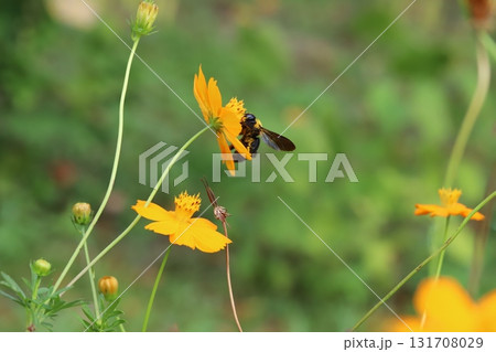秋の公園に咲くオレンジ色のキバナコスモスの蜜を吸うクマバチ 131708029
