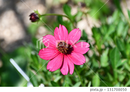 ベニコスモス(チョコレートコスモス)「チェリーチョコレート」 ベニコスモス(チョコレートコスモス)「チェリーチョコレート」 131708050