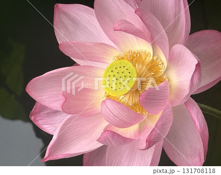 大きく開いた蓮の花、自然が創る一瞬の美しさを記憶に。 大きく開いた蓮の花、自然が創る一瞬の美しさを記憶に。 131708118