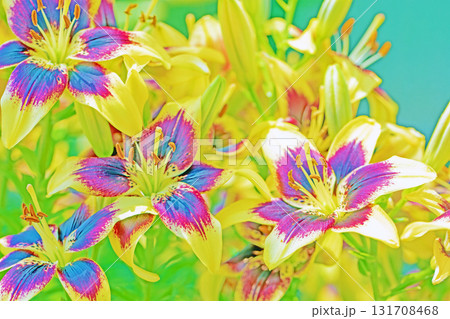 家の周りの草花　四季の色々　初夏　植物園の花壇に美しい黒い花弁のクロユリの花が咲きました　 131708468