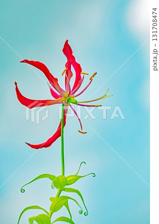 家の周りの草花　四季の色々　公園の垣根に蔓状の赤く美しい花弁のユリの花が咲いています 131708474