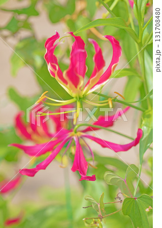 家の周りの草花　四季の色々　公園の垣根に蔓状の赤く美しい花弁のユリの花が咲いています 131708480