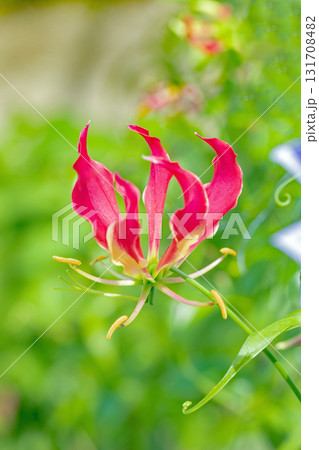 家の周りの草花　四季の色々　公園の垣根に蔓状の赤く美しい花弁のユリの花が咲いています 131708482