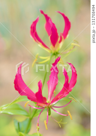 家の周りの草花 四季の色々 公園の垣根に蔓状の赤く美しい花弁のユリの花が咲いています 家の周りの草花 四季の色々 公園の垣根に蔓状の赤く美しい花弁のユリの花が咲いています 131708494