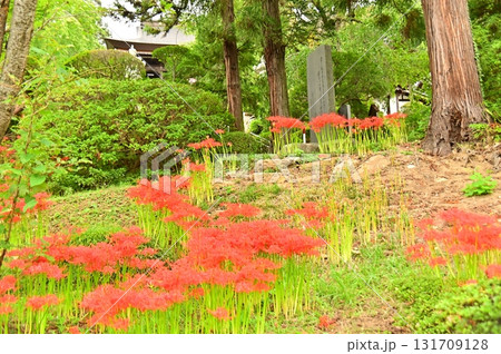 長谷寺の丘に咲く彼岸花 131709128
