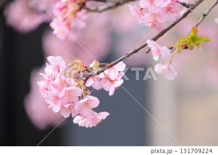 河津桜のクローズアップ 河津桜のクローズアップ 131709224