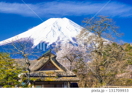 【山梨県_忍野村】早春の忍野八海と富士山 4月 【山梨県_忍野村】早春の忍野八海と富士山 4月 131709933