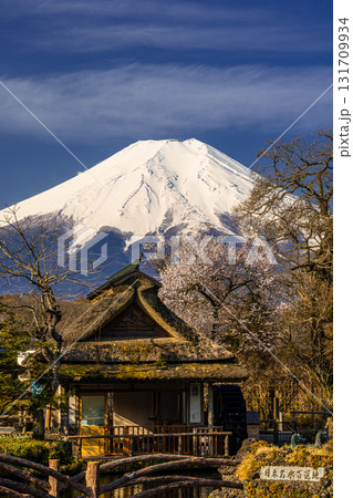 【山梨県_忍野村】早春の忍野八海と富士山 4月 131709934