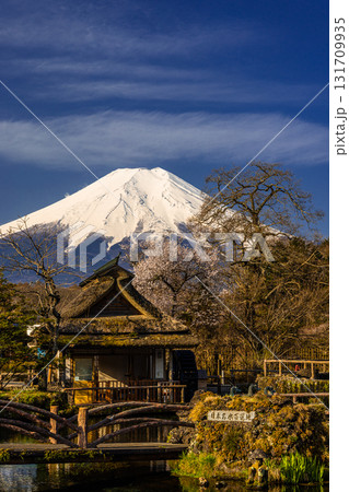 【山梨県_忍野村】早春の忍野八海と富士山 4月 131709935