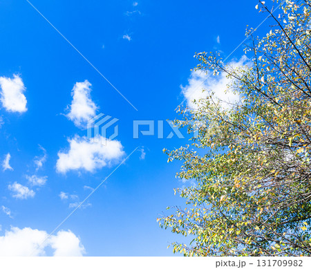 秋の青空と白い雲と紅葉が始まった木のある風景 131709982