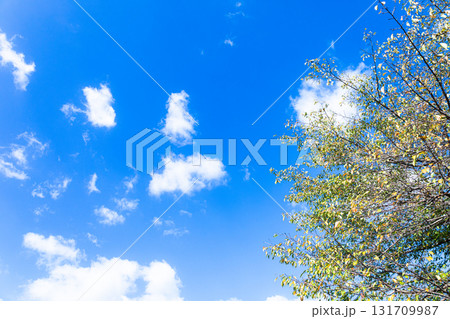 秋の青空と白い雲と紅葉が始まった木のある風景 秋の青空と白い雲と紅葉が始まった木のある風景 131709987