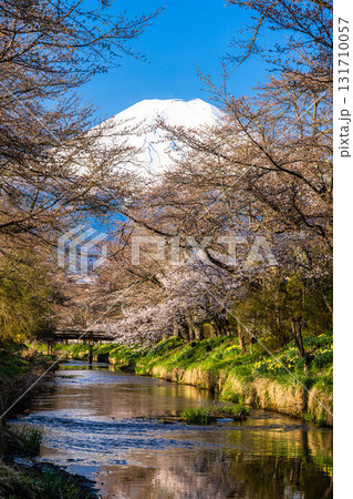 【山梨県_忍野村】早春の新名庄川と富士山 4月 131710057