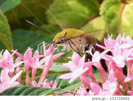 オオスカシバとペンタス 131710082