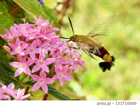 オオスカシバとペンタス 131710089
