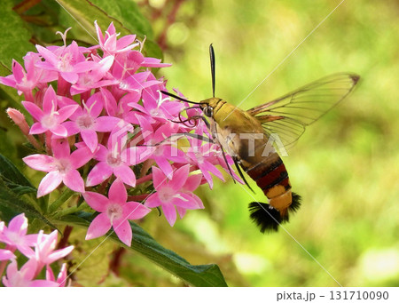 オオスカシバとペンタス オオスカシバとペンタス 131710090