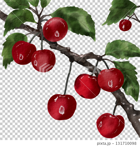 branch_of_real_cherry_so_fresh branch_of_real_cherry_so_fresh 131710098