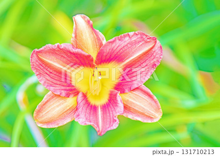 家の周りの草花　四季の色々　花壇を彩る　美しい可憐なヘメロカリス花が咲きましたく　 131710213
