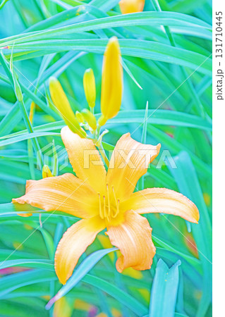 家の周りの草花 四季の色々 花壇を彩る 美しい可憐なヘメロカリス花が咲きましたく 家の周りの草花 四季の色々 花壇を彩る 美しい可憐なヘメロカリス花が咲きましたく 131710445