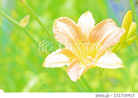 家の周りの草花 四季の色々 花壇を彩る 美しい可憐なヘメロカリス花が咲きましたく 家の周りの草花 四季の色々 花壇を彩る 美しい可憐なヘメロカリス花が咲きましたく 131710453