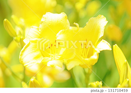 家の周りの草花 四季の色々 花壇を彩る 美しい可憐なヘメロカリス花が咲きましたく 家の周りの草花 四季の色々 花壇を彩る 美しい可憐なヘメロカリス花が咲きましたく 131710459