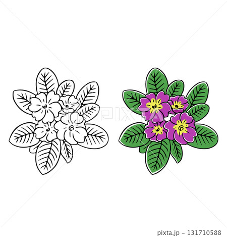 プリムライラスト 131710588