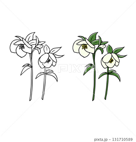 クリスマスローズ切り花イラスト クリスマスローズ切り花イラスト 131710589