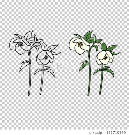 クリスマスローズ切り花イラスト クリスマスローズ切り花イラスト 131710589