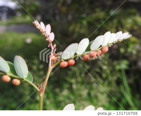 道端や畑に多く見られる雑草「コミカンソウ」:実が成った状態 道端や畑に多く見られる雑草「コミカンソウ」:実が成った状態 131710708