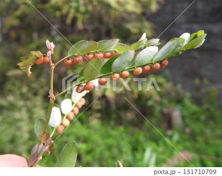 道端や畑に多く見られる雑草「コミカンソウ」:実が成った状態 道端や畑に多く見られる雑草「コミカンソウ」:実が成った状態 131710709