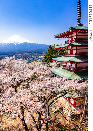 【山梨県_富士吉田市】春の新倉山浅間公園から見る富士山 4月 【山梨県_富士吉田市】春の新倉山浅間公園から見る富士山 4月 131710855