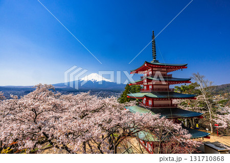 【山梨県_富士吉田市】春の新倉山浅間公園から見る富士山 4月 131710868