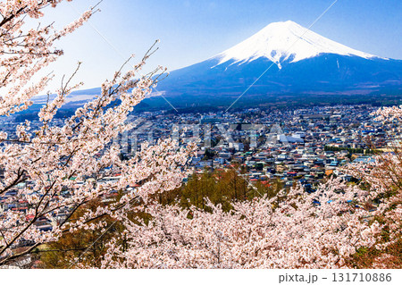 【山梨県_富士吉田市】春の新倉山浅間公園から見る富士山 4月 131710886